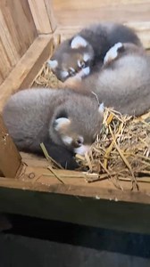 868K views · 35K reactions | “Representative of plush toys.”#foryou #fyp #viral #cute #animals #tiktok | whitecatt03 | Facebook