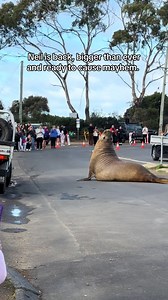 Neil the destructive seal is back in town 🦭#neiltheseal #hobart #tasmania #viralanimals