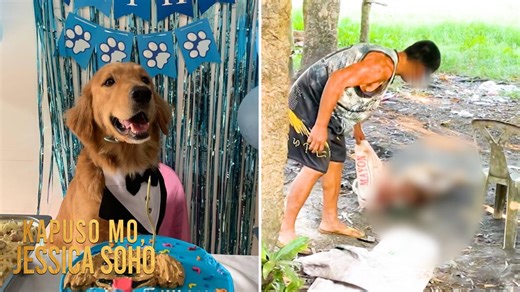 GOLDEN RETRIEVER NA SI KILLUA, PINATAY AT ISINAKO NG ISANG LALAKI SA CAMARINES SUR! BABALA: Sensitibo ang video. #JusticeForKillua— ito ang panawagan ng netizens matapos maipabalita ang nangyari sa aso na si Killua na pinatay at isinako ng isang lalaki sa Camarines Sur. Ang suspek sa pagkamatay ni Killua, sinasabing kinagat daw siya ng aso at dinamba rin daw nito ang isang residente. Ang buong ulat, panoorin sa video. | Kapuso Mo, Jessica Soho (One at Heart, Jessica Soho)