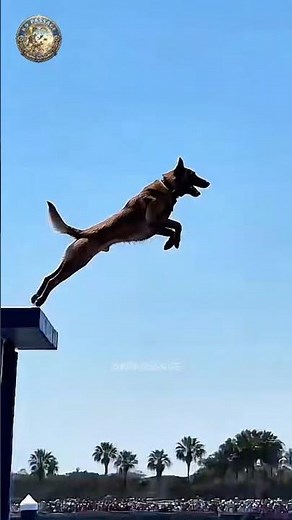 Belgian Malinois Balance, Skills & Intelligence #k9master