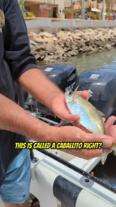 This is a Super Popular Bait to fish with in Cabo! Your Saltwater Guide is Sponsored by Okuma Fishing Tackle. | Your Saltwater Guide