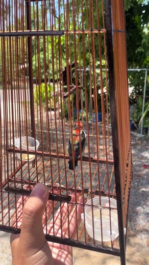 กันป่วยแพงครับ😀 #นกชมพูสวน #NPTเมืองตรัง #วิหคผูกมิตร