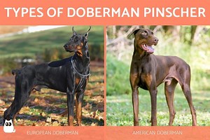 Types of Doberman Pinscher - All Breed Variations - With Photos