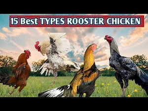 The 15 Best Types of Roosters for.Backyard Chicken Farming.🐤🐔