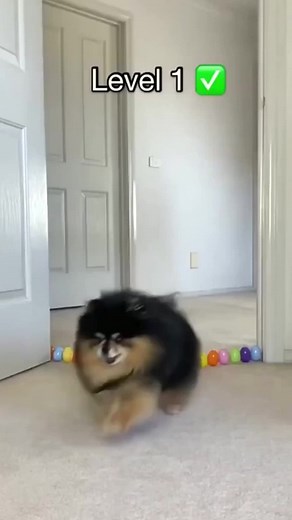 Cute Doggie Jumping Test