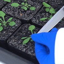 Video: Isolation and Respiratory Measurements of Mitochondria from Arabidopsis thaliana