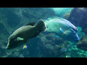 Arrivée d’un deuxième poisson Napoléon à Océanopolis !