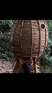 118K views · 1.1K reactions | Solo Bushcraft in the Rainforest | Building a Safe Shelter with Vines on Ancient Trees#camping #survival #shelter #forest | alexbushcraft.life | Facebook