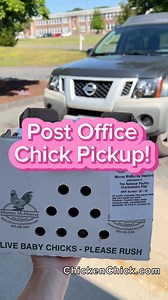 Let’s Pickup Baby Chicks at the post office! 👉Transporting chicks by mail is possible because the last thing a chick does before hatching is to absorb the yolk into its abdomen. 👉The yolk is Mother Nature’s clever way of ensuring that the first chicks hatched under a mother hen can survive while the hen hatches the rest of her clutch, which can take several days. 👉She will leave her nest to feed and water her chicks when she has finished hatching. 👉This egg yolk power-pack feeds and hydrates