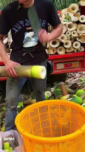 Cutting Bamboo Shoots
