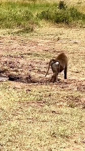 2.5M views · 29K reactions | " Unexpected Crocodile Attacks  " | Wild Nature | Facebook