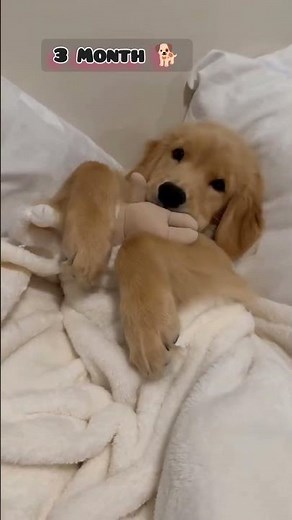 25 Days to One Year golden retriever transformation