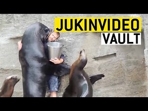 Funny Seal/Sea Lion Videos Compilation|| JukinVideo Vault