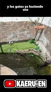 New cat area with artificial grass