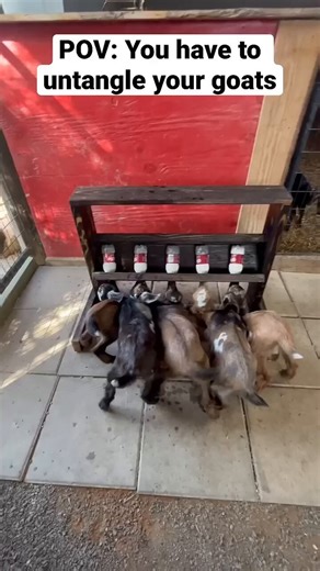 POV: you have to untangle your temp play orgasm denial acheswan (bottom acheron)