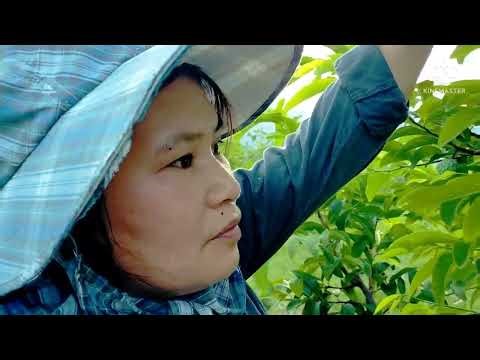 May 31, 2022 PRUNING ATIS TREE