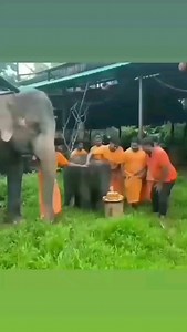 53K views · 452 reactions | Look at the baby elephant  not ready to...