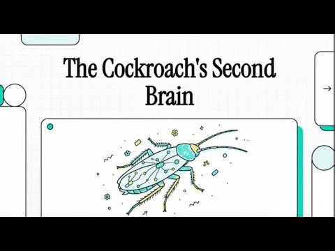 The Cockroach's nervous system