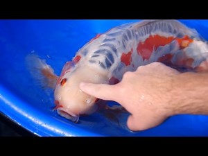 Shusui vs Doitsu Kujaku Differences - Peacock Koi Carp 4/5