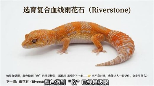 选育复合血线【魔石 Devilstone】魔石，Devilstone它其实是从红魔里“分出来”的一条线。#小农人守宫工作室#豹纹守宫选育#血线#爬宠认知#爬宠繁育