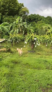 Victoria Farm on Reels