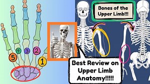 All Bones of the Upper Limb: Anatomy and Functions Explained |Upper Limb Anatomy by Dr. Novice Medic