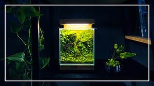 📽️The 'BOXES of NATURE' | Mini Terrarium 101 ✏️Experience the beauty of nature in your living space with mini terrariums. In this step-by-step guide, discover how to set up and maintain a mini terrarium with aquatic and terrestrial plants. Learn about the importance of substrate layers, plant selection, and maintenance tips for a thriving mini ecosystem. Enhance your home decor with these sleek, compact glass terrariums and bring a touch of nature indoors. 🔹This video originally aired on our Y