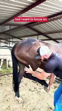 Want Better Stifle & Hip Mobility? Try This Hind-Leg Flexion Stretch for Horses