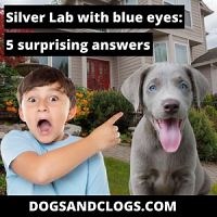 Silver Lab With Blue Eyes: 5 Surprising Answers (2023) - DogsAndClogs