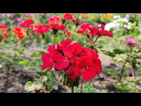 How to grow beautiful pelargonium. Step by step.