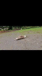 9.1K views · 154 reactions | Merry-go-round #newyork #veganfortheanimals #animalsanctuary #minihorse | Broome Animal Sanctuary | Facebook