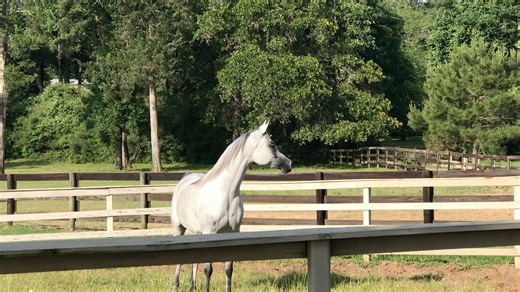 Ghazala Al Shahania - representing the magical Cross of Marwan and Besson. Shown by Michael Byatt to World Cup Champion Mare for Al Shahania. | Michael Byatt Arabians
