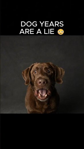 Dog Years = 7 Human Years? WRONG! 😳