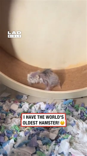 I have the world's oldest hamster 😲 #hamster #old #animal | LADbible
