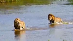 8.8M views · 83K reactions | Making sure they don't get bitten by the crocodiles, there was a breathtaking sighting of two lions crossing this river! | Wild Tings | Facebook