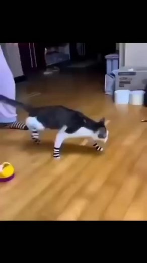 #fy #fyp #cat | Cats Vine