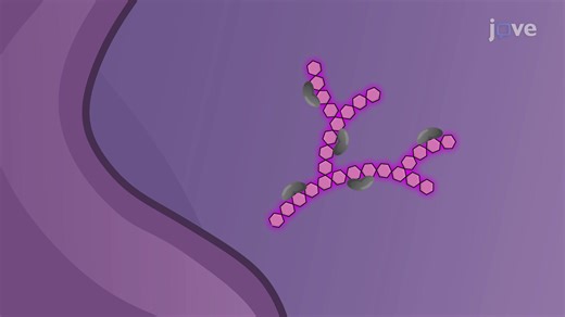 Video: Periodic Acid-Schiff Staining of Cells: An In Vitro Technique to Detect Glycogen Levels in Peripheral Blood Mononuclear Cells - Experiment