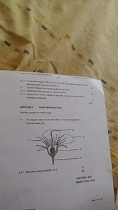 4.1 The diagram below represents a flower. Answer the questions... | Filo