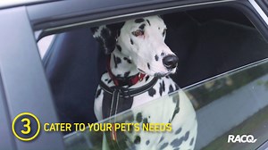 Taking your fur baby on a holiday road trip? Here's some handy tips to make travelling easier. 🐶🚗 | RACQ