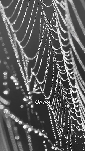 How can you make those creepy-crawlies crawl away? 👇 For a natural solution, try chestnuts and peppermint: 🌰 collect chestnuts in the fall and place them in the corners that spiders love. 🕯or, you can repel spiders using the scent of peppermint from a candle or oil. Just be careful if you have pets – peppermint oils are toxic to cats and dogs. #Zillow #HomeOwners #HouseHacks #SpiderHacks #SpookyStories #CreepyCrawlies