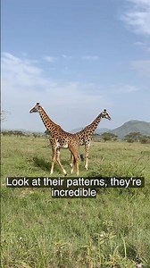 Majestic Giant Giraffe Up Close | Africa’s Tallest Wonder 🦒 | #Shorts