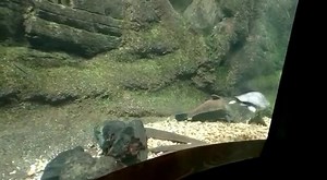 13K views · 983 reactions |  This #WorldTurtleDay, meet the Arrau...