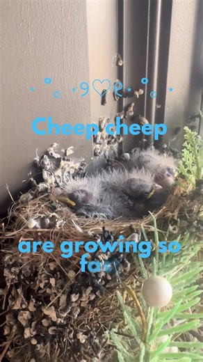 From 4 tiny eggs to these fluffy little cheepers 🪺🐣