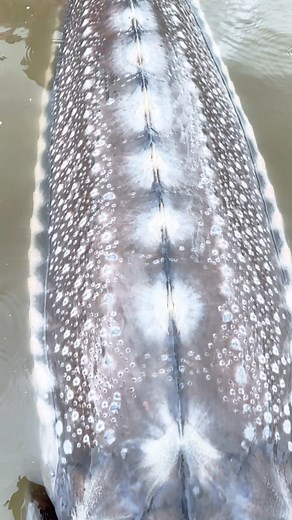 Not another fish on the planet that has this much detail and unique characteristics. The wild white Sturgeon of the Fraser River. | Sturgeon Slayers