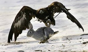 2.2K views · 34 reactions | Golden Eagle vs Rabbit Epic Hunting Attack in HD ►► Watch Full: https://www.youtube.com/watch?v=UVkAc_0A5DI Cre : Animal Channel | Animal World | Facebook