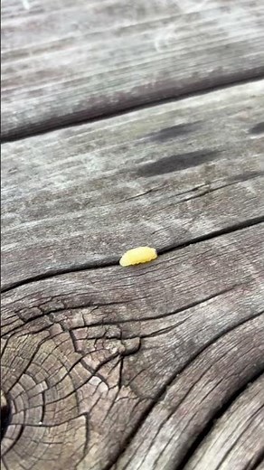 山のキャンプ場にいた謎の黄色い芋虫 #キャンプ #山 #イモムシ #謎