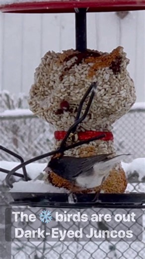 The snow ❄️ birds are out aka the #darkeyedjunco ! | Jill Gilardi