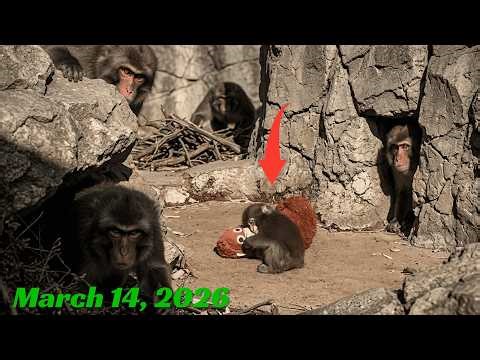 March 14, 2026 Update: Punch Has Never Felt Safer Than He Does With Ora-mama