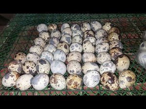 DUCK AND QUAIL FARM TOUR, BOILED BALUT PENOY AND QUAIL EGGS | COUNTRYSIDE LIFE PHILIPPINES 🇵🇭