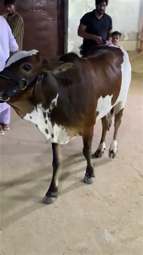 MashAllah Green cattle farm Available surjani town Karachi contact number || 0308-1335131 ||